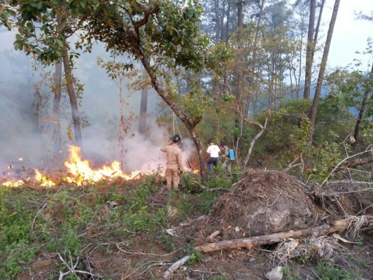 Incendio consume 40 manzanas de bosque en Santa Bárbara