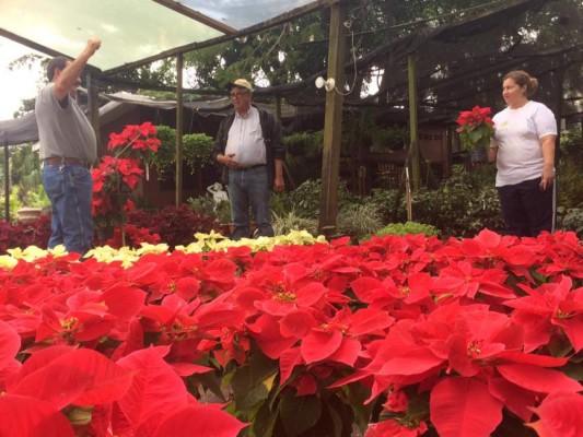 Pascuas elevan en 50% ventas en viveros de San Pedro Sula