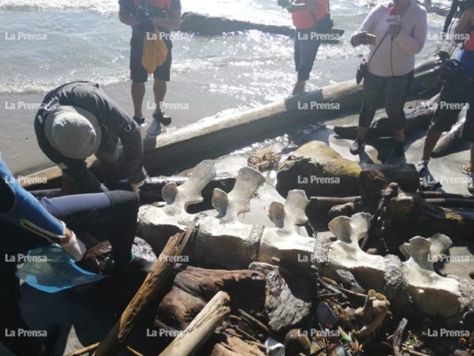 Las muestras tomadas de la ballena también servirán para determinar su edad y a qué familia de cetáceos pertenecía.