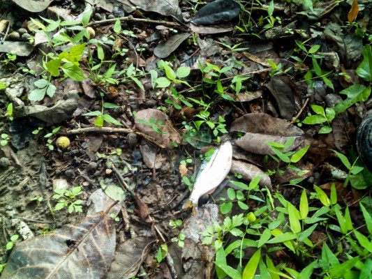 Yoro, la ciudad de la lluvia de peces