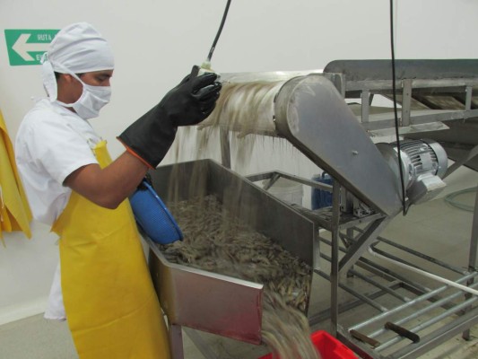 Exportaciones de camarón cerrarán 2015 con una caída de 15.5 millones de libras