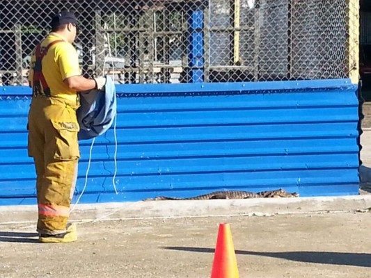 Hallan cocodrilo en el interior de un hospital en Costa Rica