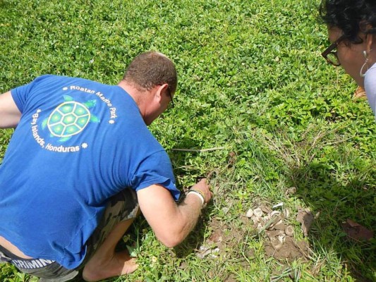 Honduras: Emiten alerta en Roatán para proteger tortugas