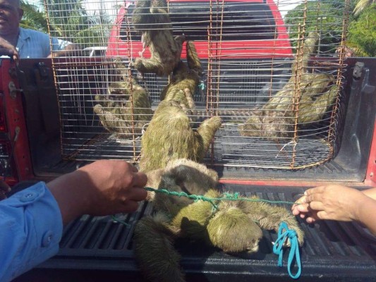 Fiscalía de Honduras recupera 10 osos perezosos en La Mosquitia