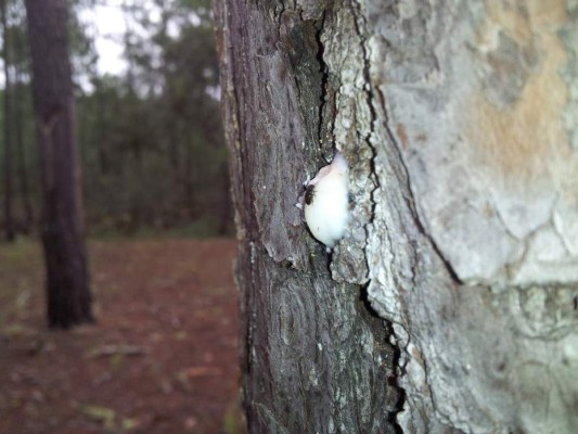 Declaran emergencia nacional por gorgojo en Honduras