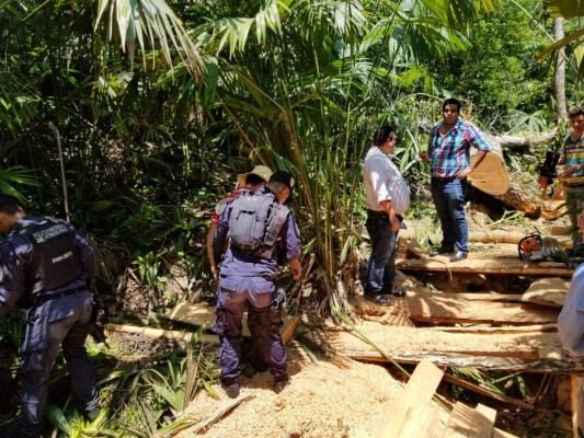 'Asesinan' cedros en el Día del árbol en Santa Bárbara