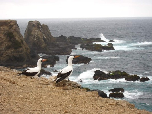 Ballenas llegan a Ecuador para seducir a turistas