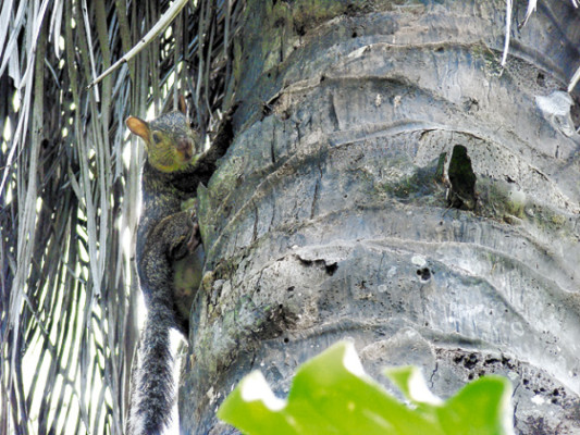 El parque Presentación Centeno