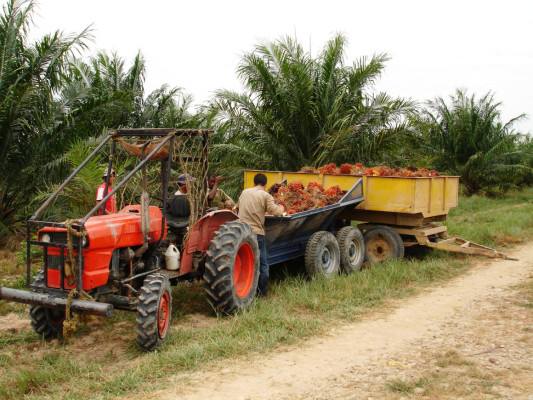 Guatemala gana espacio en palma