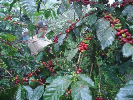 Cafetaleros proyectan buena cosecha por el control de plagas y fertilizantes