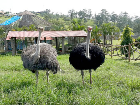 Honduras: Incautan 500 millones de dólares a 'Los Cachiros”