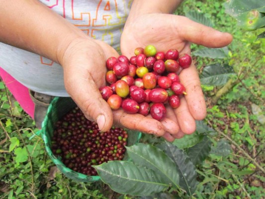 Honduras mantiene superávit comercial con la Unión Europea