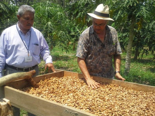 En cinco años prevén que el 100% de la producción de cacao será de calidad