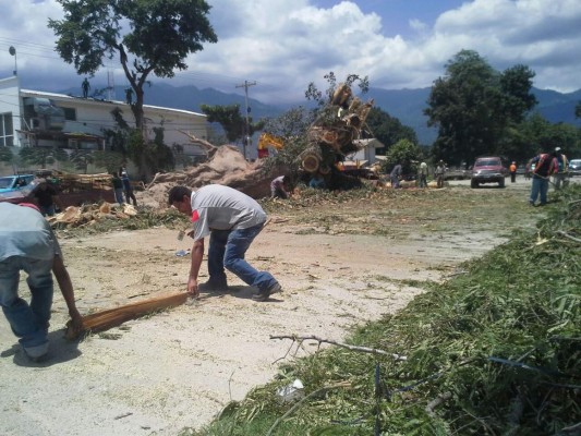 Trabajan en levantar árbol gigante que cayó en El Zapotal