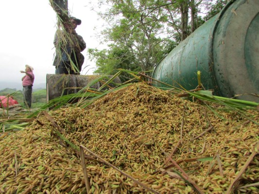 Arroceros exigen cifras para hablar de desabasto