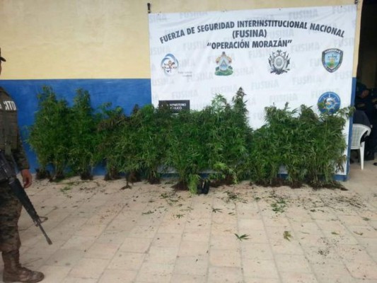 Decomisan 200 plantas de marihuana en Lempira