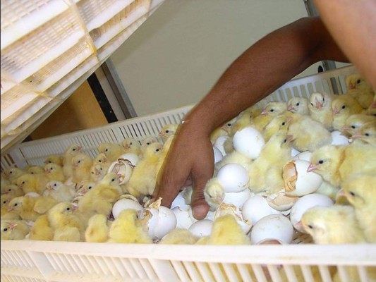 Sector avícola de Honduras anuncia $20 millones en inversión