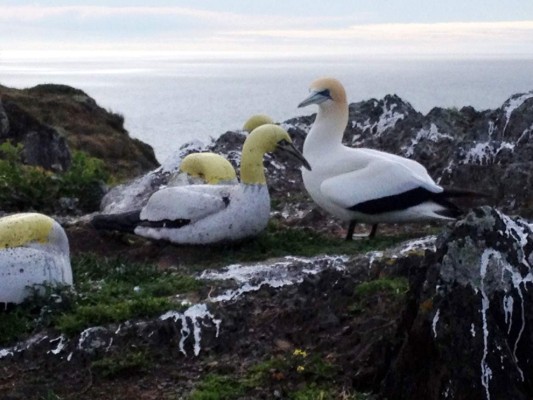 Muere en Nueva Zelanda el 'pájaro más solitario del mundo'