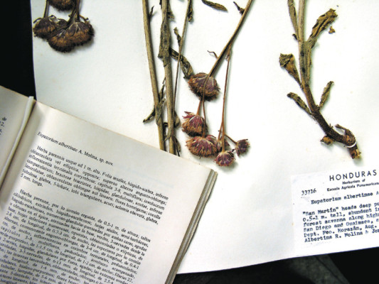 El inquieto profesor Molina