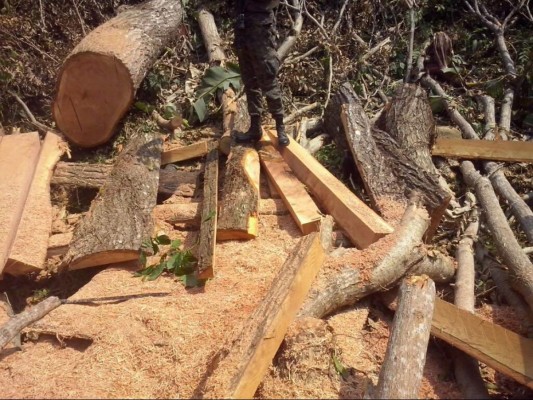 Decomisan más de 700 pies de madera durante Semana Santa en Atlántida