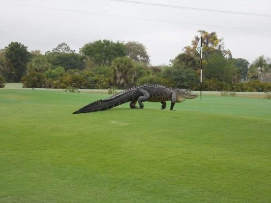 Cocodrilo gigante sorprende a golfistas en Florida