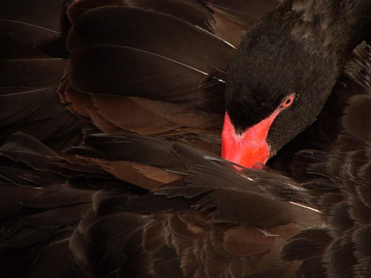 Los diez cisnes negros para el año 2016