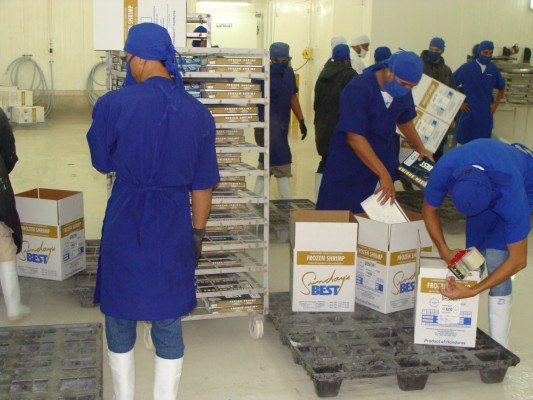 Honduras: Fincas camaroneras dejan pérdidas de L66 millones