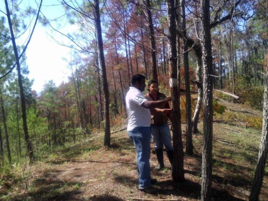 Hernández advierte que plaga puede empeorar durante el verano