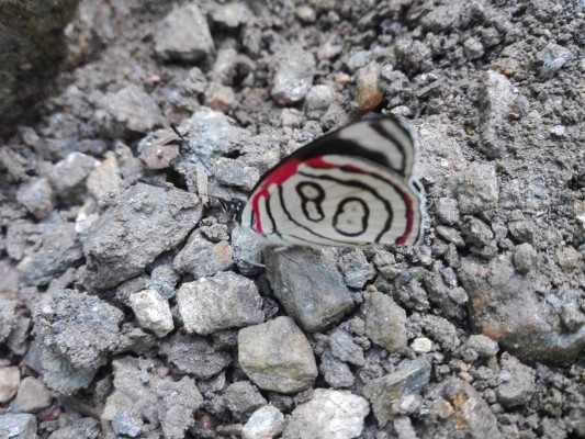 ¡Los tesoros del Cusuco! Biodiversidad en su máximo esplendor