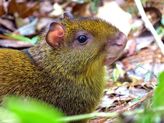 Parque La Tigra, reserva ecológica en la capital