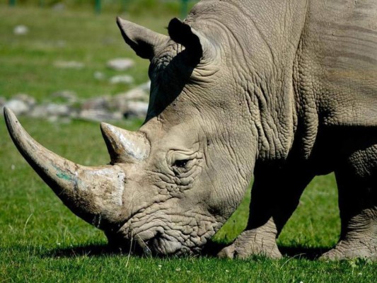 Rinoceronte mata a un científico