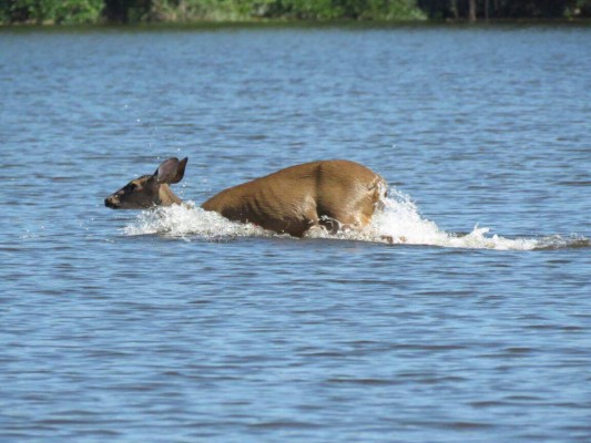 Cuero y Salado, el apasionante edén de las aves en Honduras