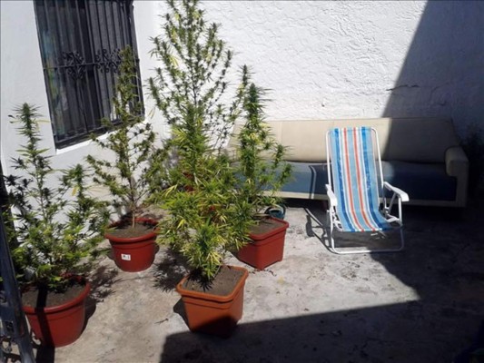 Uruguayos exhiben orgullosos marihuana 'liberada' ante mundo de prohibición