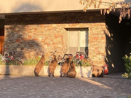 Los roedores más grandes del mundo invaden una de las zonas más exclusivas en Buenos Aires, Argentina