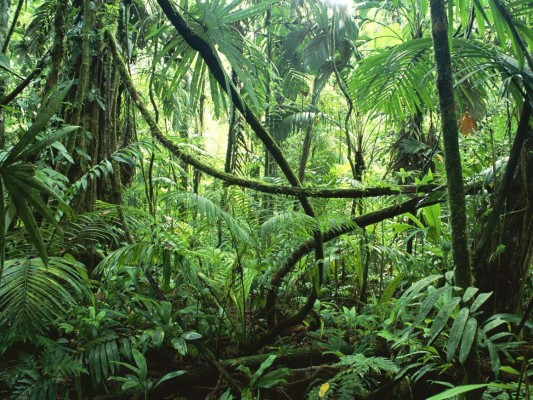 Honduras el más afectado por el cambio climático en Centroamérica