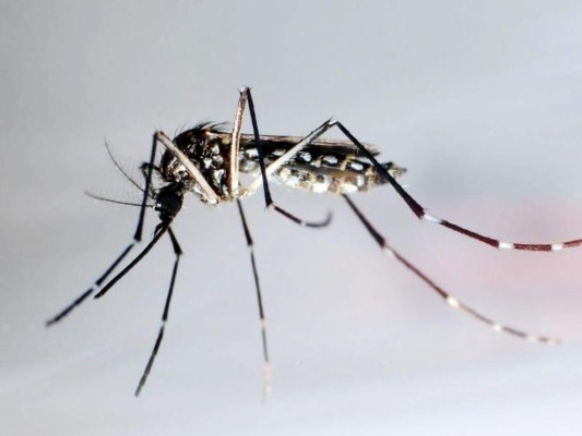 Vacuna contra el dengue prueba ser eficaz en un 56 %