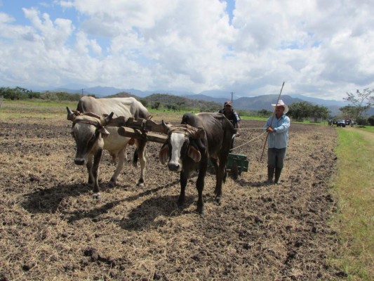 Más de 60 millones de personas padecerán efectos de El Niño