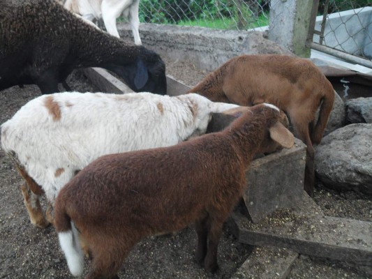 Listos L167 millones para potenciar ganado ovino