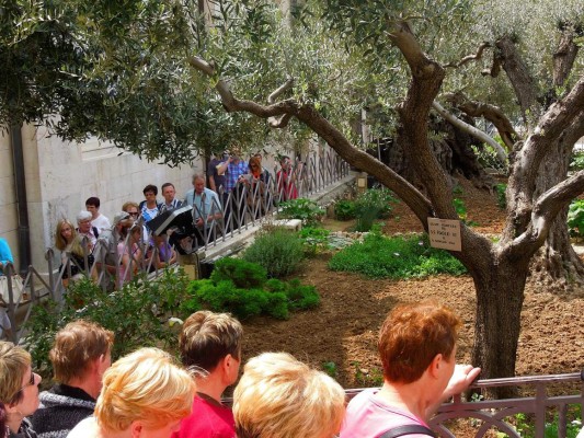 Huerto de Getsemaní, esencia de la Pasión