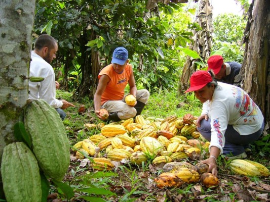 Copanecos realizan la primera gran feria de cacao