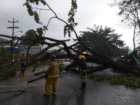 Las lluvias con actividad eléctrica que azotaron la madrugada de hoy en La Ceiba dejaron árboles caídos.