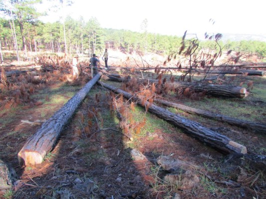 World Vision pide a Honduras dar prioridad a rebrote de gorgojo