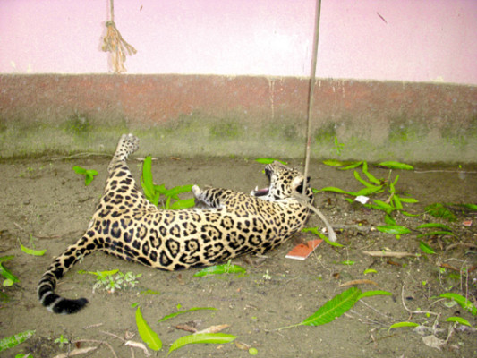 Honduras: Jaguar atemoriza a porteños