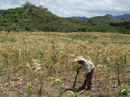 Honduras vive uno de sus peores veranos en los últimos años, la canícula se ha extendido provocando sequía y perdidas millonarias de cultivos, así como la evaporación de ríos y lagunas.