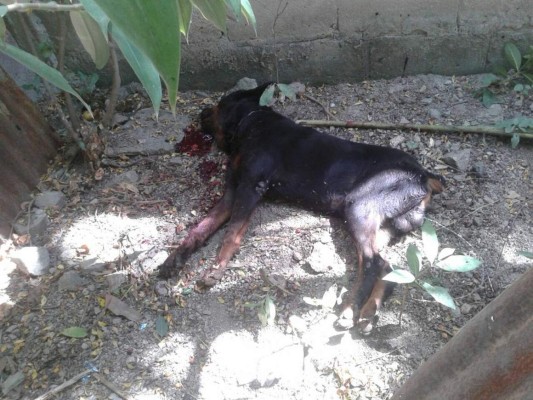 'Uno de los perros siempre que miraba a la niña se enfurecía”