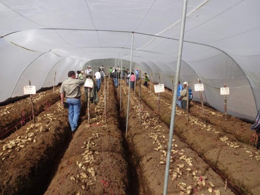 Banca coloca créditos por L173 millones en 75 organizaciones de pequeños productores