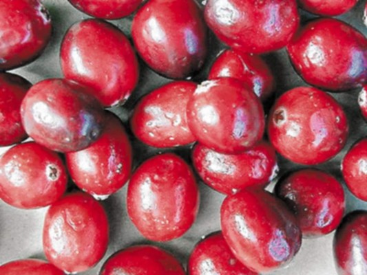 Arándanos nutritivos