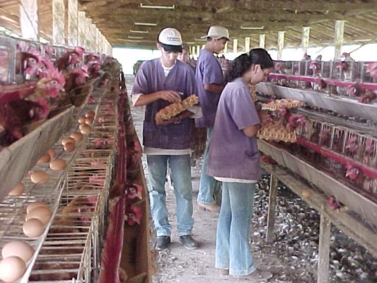 San Pedro Sula será sede de congreso internacional de avicultura