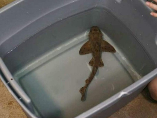 Policía recupera a un tiburón robado de un acuario en carro de bebé