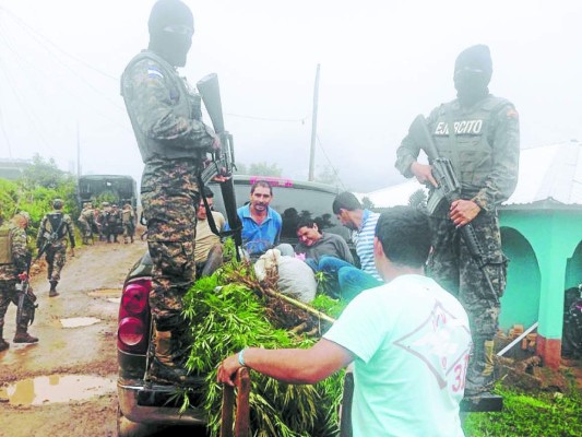 Hallan plantación de marihuana en el occidente de Honduras